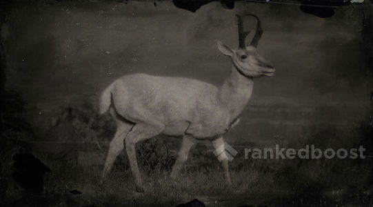 Red Dead Redemption 2 Pronghorn